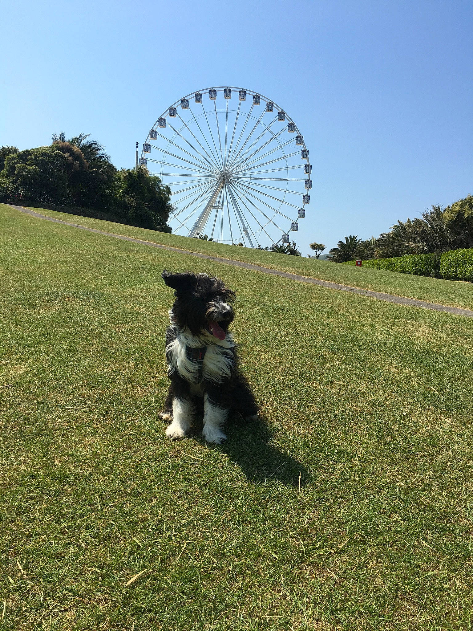 Maddie is registered to the contest to win money with this photo: art, automotive_wheel_system, carnivore, companion_dog, dog, dog_breed, ferris_wheel, fun, grass, grassland, landscape, lawn, leisure, parachute, plant, recreation, sculpture, sky, tree, wind
