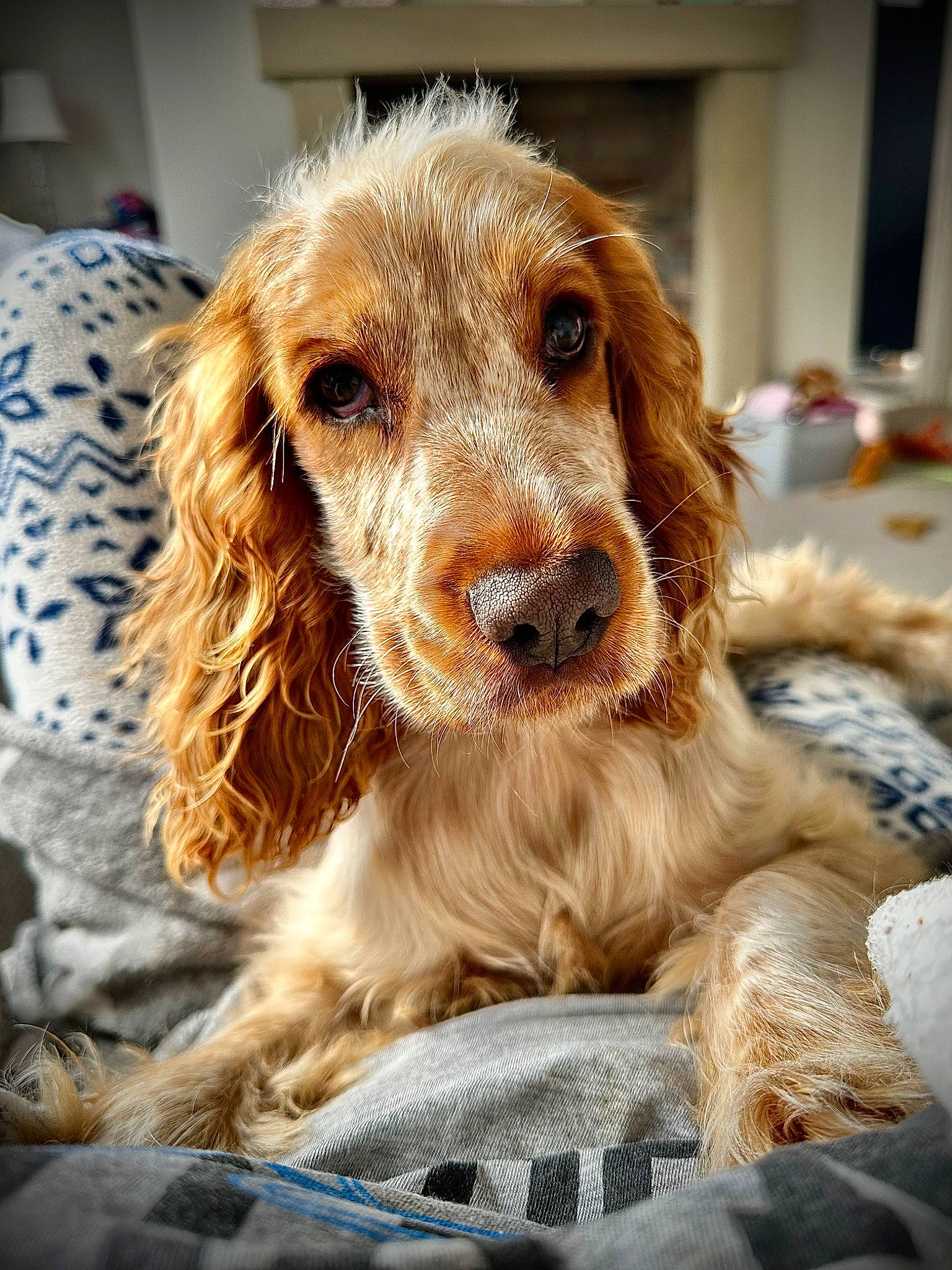 Nellie joined the competition — help win amazing prizes! carnivore, companion_dog, dog, dog_breed, ear, fur, gun_dog, liver, pet_supply, snout, sporting_group, whiskers