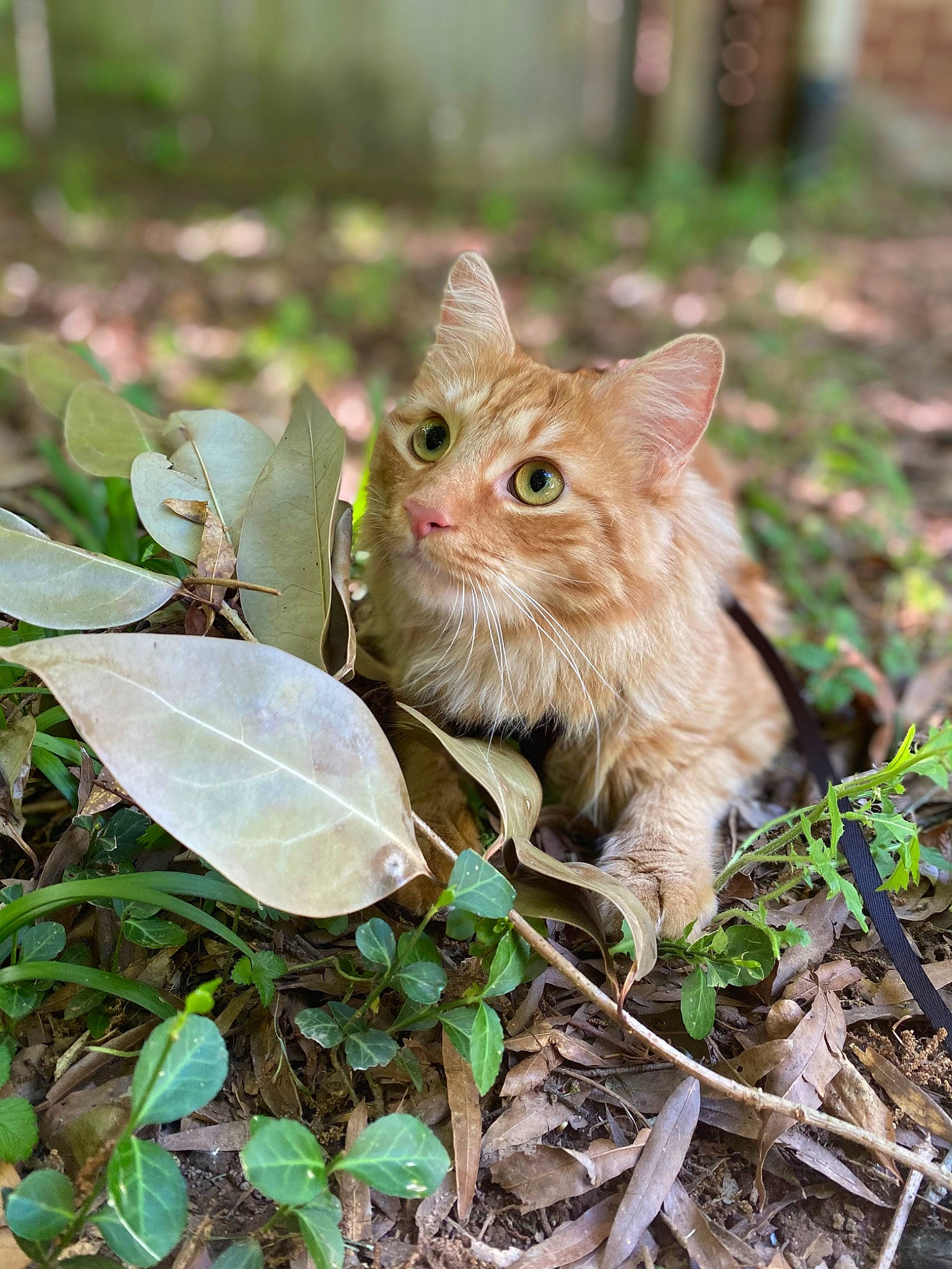 Franklin is registered to the contest to win money with this photo: carnivore, cat, domestic_short_haired_cat, fawn, felidae, fur, grass, groundcover, herb, herbaceous_plant, plant, plant_stem, small_to_medium_sized_cats, snout, soil, tail, terrestrial_animal, terrestrial_plant, whiskers, wildlife