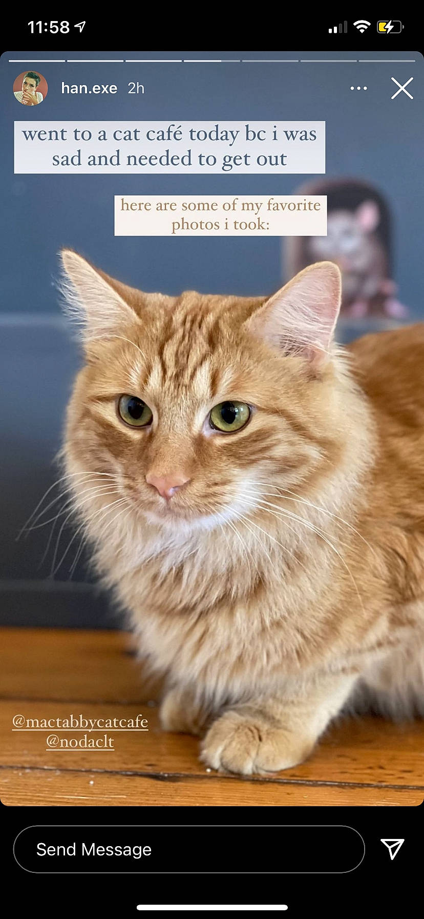 Franklin is registered to the contest to win money with this photo: carnivore, cat, claw, domestic_short_haired_cat, fawn, felidae, flooring, fur, hardwood, paw, photo_caption, poster, small_to_medium_sized_cats, snout, tail, terrestrial_animal, whiskers, wildlife, window, wood