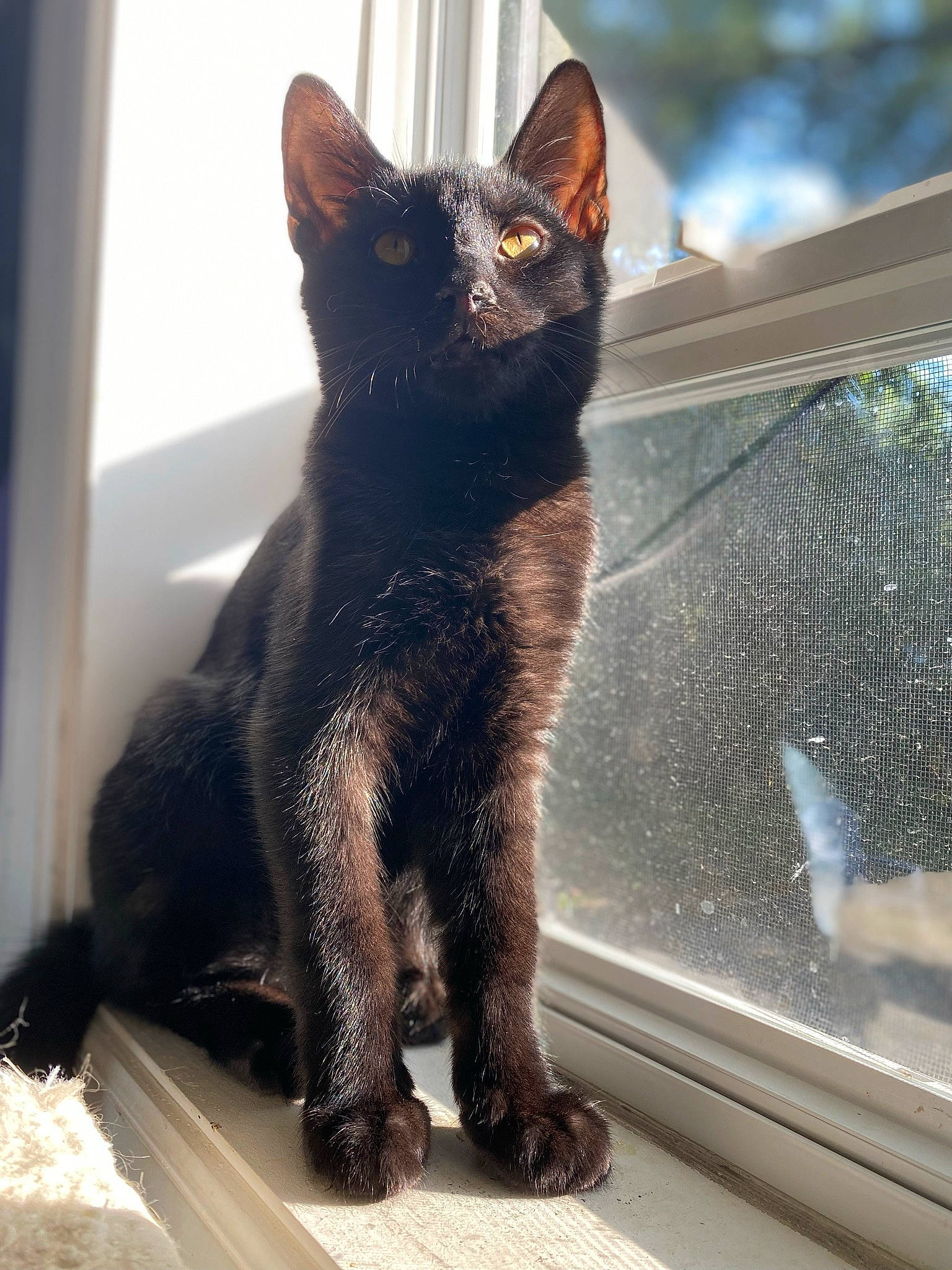 Giovanni is registered to the contest to win money with this photo: black_cat, bombay, carnivore, cat, claw, domestic_short_haired_cat, felidae, fur, iris, paw, sitting, small_to_medium_sized_cats, snout, tail, terrestrial_animal, tints_and_shades, tree, whiskers, window, windshield