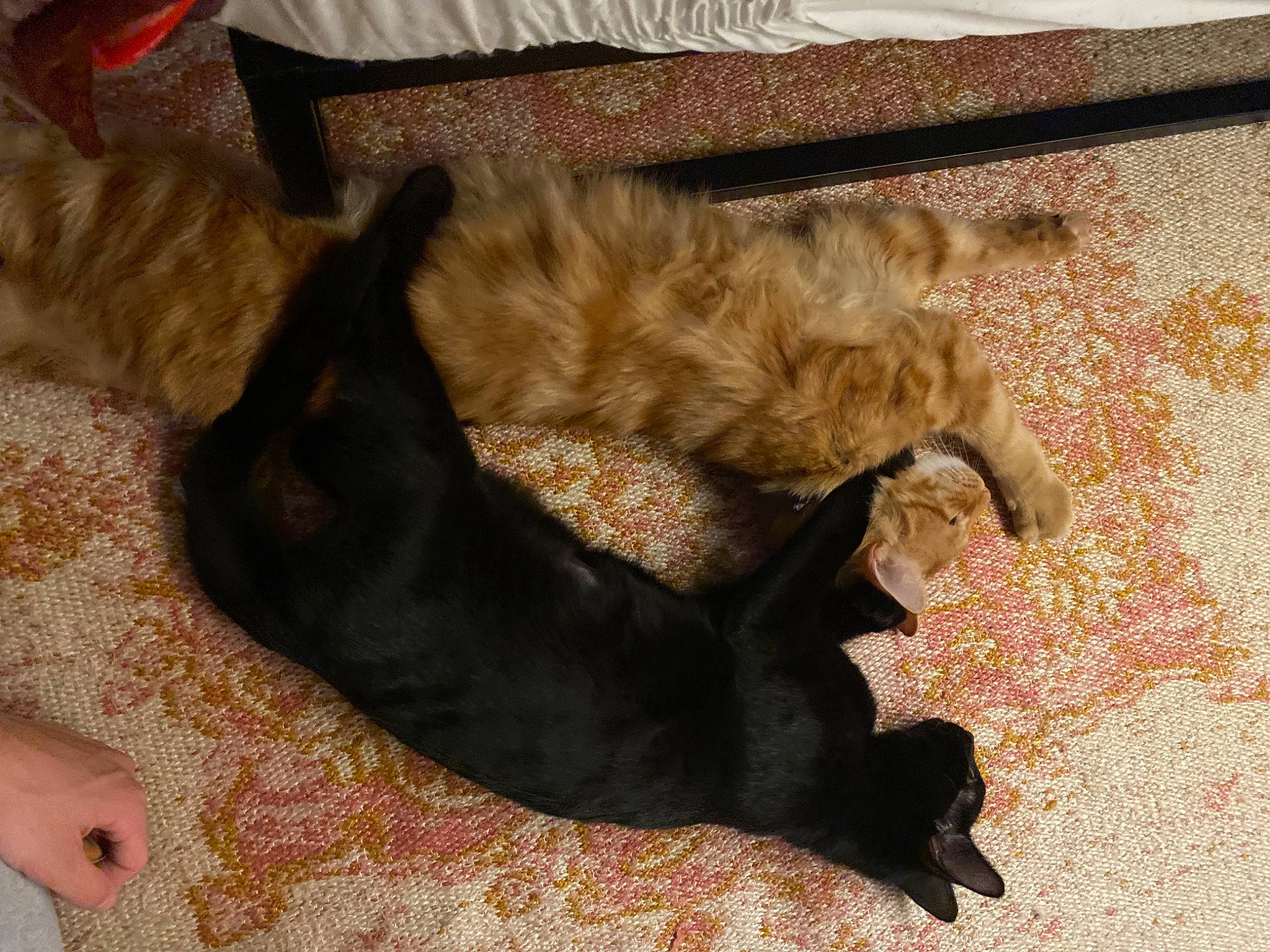 Frank And Gio joined the competition — help win amazing prizes! black_cat, brown, carnivore, cat, comfort, companion_dog, dog, dog_breed, fawn, felidae, flooring, foot, fur, liver, paw, small_to_medium_sized_cats, tail, terrestrial_animal, whiskers, working_animal