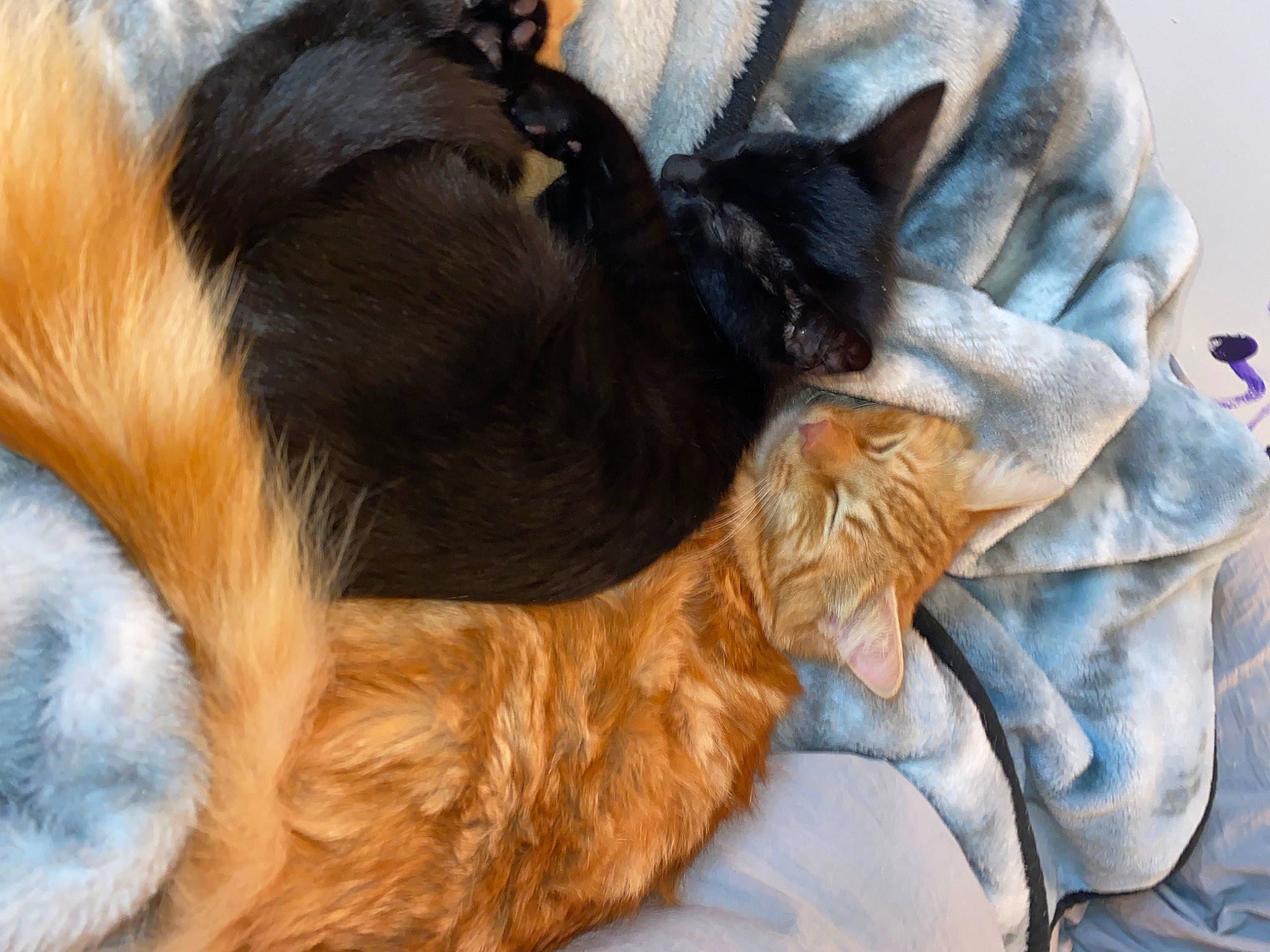 Frank And Gio is registered to the contest to win money with this photo: canidae, carnivore, cat, claw, comfort, companion_dog, dog_breed, domestic_short_haired_cat, ear, fawn, felidae, fur, liver, paw, small_to_medium_sized_cats, snout, sporting_group, tail, terrestrial_animal, whiskers