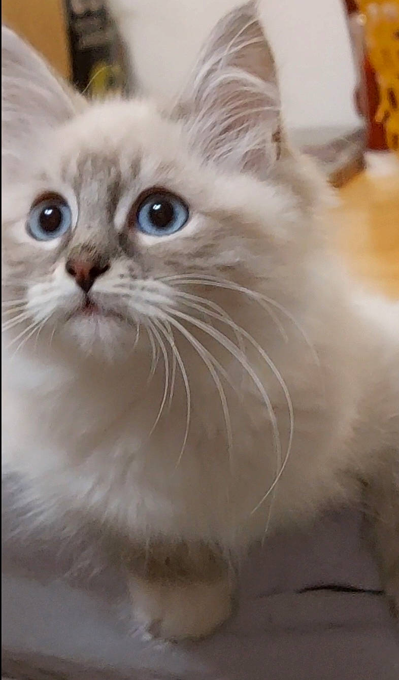 Onyx is registered to the contest to win money with this photo: british_longhair, carnivore, cat, domestic_short_haired_cat, fawn, felidae, fur, paw, ragdoll, small_to_medium_sized_cats, snout, whiskers, window