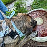 Stel joined the competition — help win amazing prizes! dog, brindle, pet, animal, outdoor, garden, plants, leash, harness, collar, tail, fur, sitting, resting, planter, flower_pot, patio, stone_path, person, blue_jeans