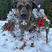 Stel joined the competition — help win amazing prizes! dog, brindle, pet, animal, portrait, outdoor, snow, winter, christmas, holiday, wreath, garland, red_berries, evergreen, frost, garden, fence, standing, brown_fur, close_up
