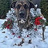 dog, brindle, pet, animal, portrait, outdoor, snow, winter, christmas, holiday, wreath, garland, red_berries, evergreen, frost, garden, fence, standing, brown_fur, close_up