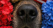 Stel joined the competition — help win amazing prizes! dog, canine, nose, muzzle, fur, snout, close_up, macro, flowers, hydrangea, red_flowers, white_flowers, blue_flowers, american_flag, patriotic, red_white_blue, floral_arrangement, portrait, texture, humorous