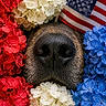 dog, canine, nose, muzzle, fur, snout, close_up, macro, flowers, hydrangea, red_flowers, white_flowers, blue_flowers, american_flag, patriotic, red_white_blue, floral_arrangement, portrait, texture, humorous