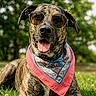 Stel joined the competition — help win amazing prizes! dog, brindle, sunglasses, bandana, portrait, outdoor, grass, park, nature, pet, animal, sitting, happy, panting, tongue, collar, fashion, accessory, close_up, photography