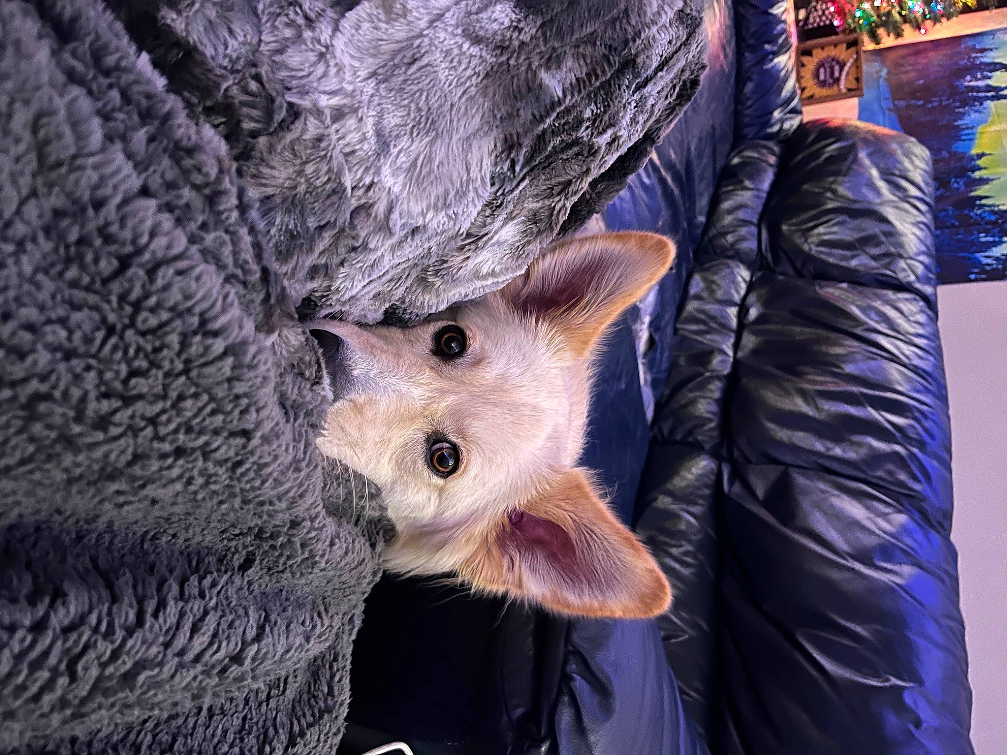 Scout joined the competition — help win amazing prizes! carnivore, cat, claw, dog_breed, domestic_short_haired_cat, electric_blue, fawn, felidae, fox, fur, pattern, paw, small_to_medium_sized_cats, snout, tail, terrestrial_animal, textile, tree, whiskers, wildlife