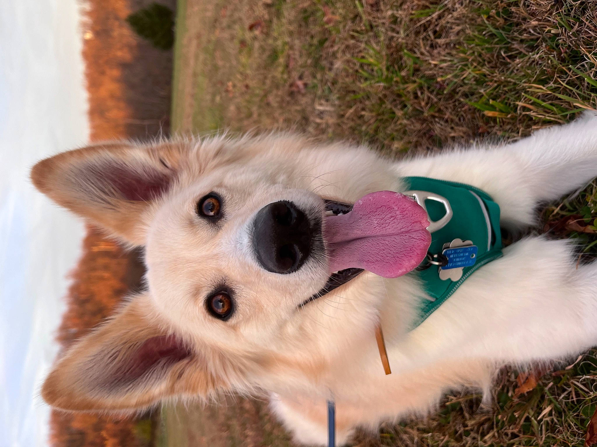 Scout joined the competition — help win amazing prizes! canidae, carnivore, collar, companion_dog, dog, dog_breed, dog_clothes, dog_collar, dog_supply, fawn, german_spitz, german_spitz_mittel, pet_supply, plant, snout, spitz, sporting_group, tail, toy_dog, whiskers