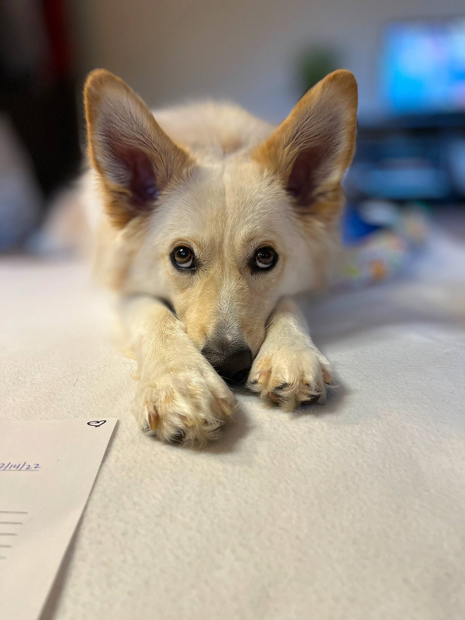 Scout joined the competition — help win amazing prizes! canidae, carnivore, companion_dog, corgi_chihuahua, dog, dog_breed, fawn, fur, paw, snout, sporting_group, terrestrial_animal, whiskers, wildlife