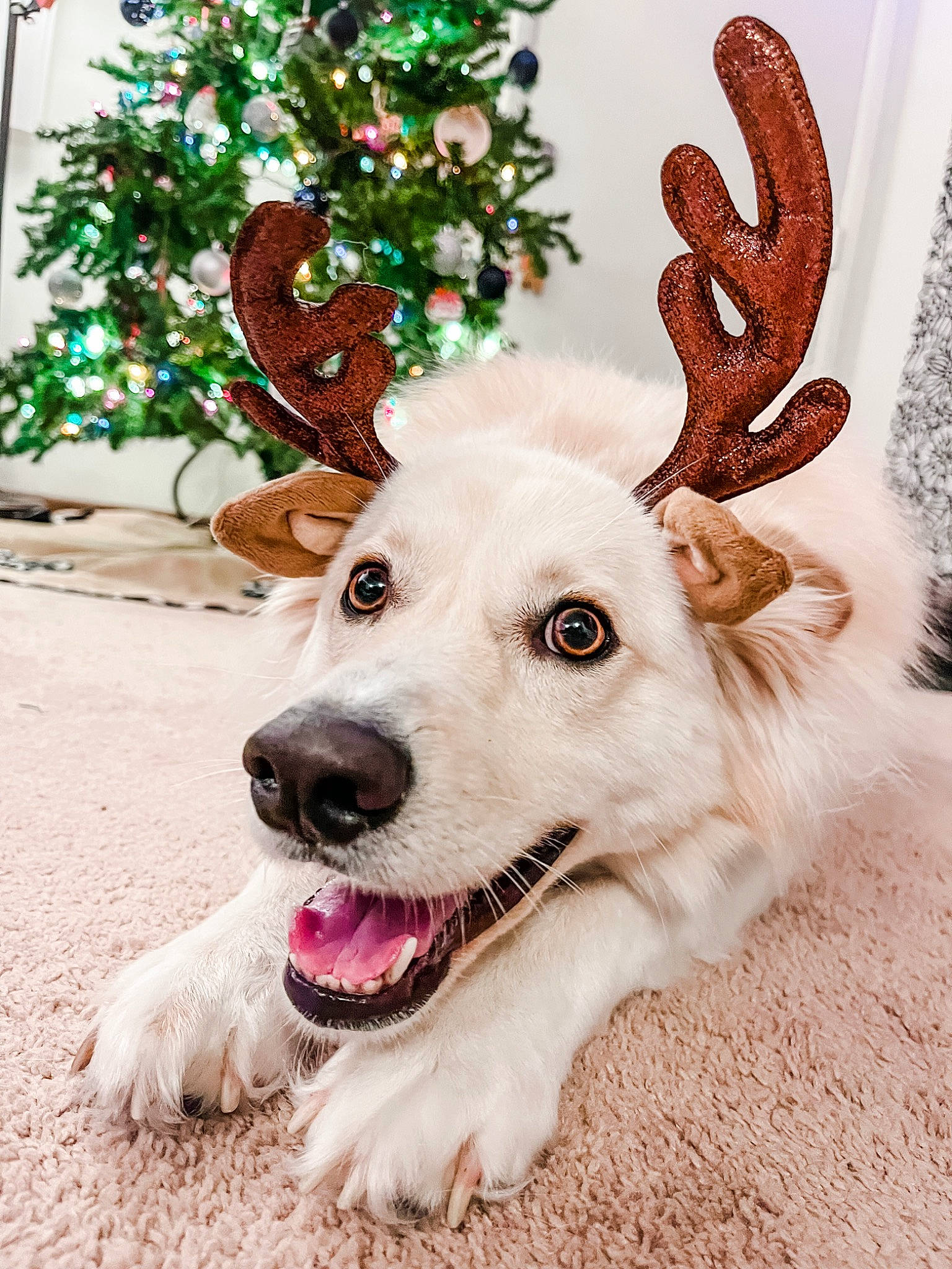 Scout is registered to the contest to win money with this photo: carnivore, christmas, christmas_decoration, christmas_ornament, christmas_tree, collar, companion_dog, conifer, dog, dog_collar, event, fawn, fur, holiday, holiday_ornament, natural_material, ornament, tail, whiskers, white