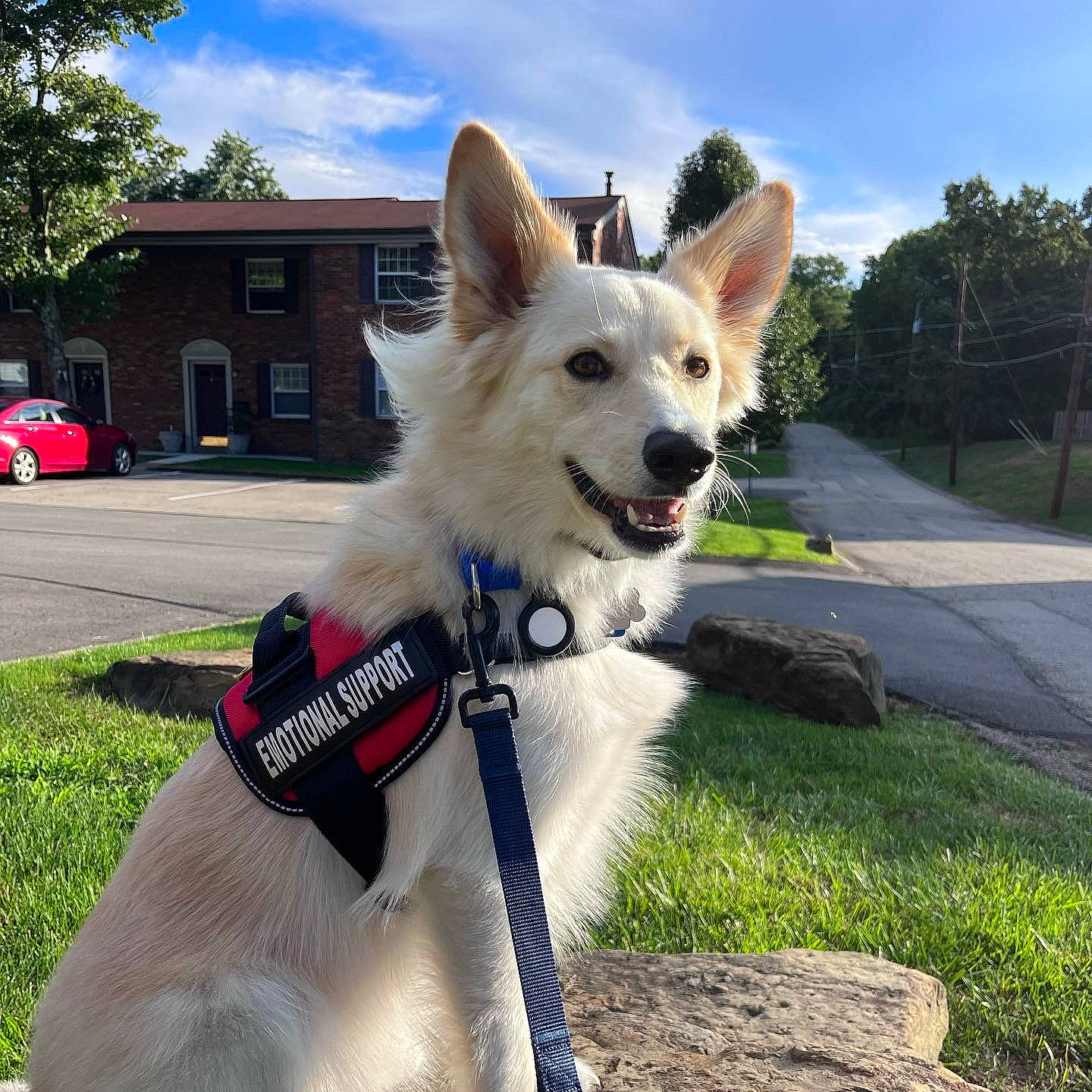 Scout is registered to the contest to win money with this photo: car, carnivore, cloud, collar, companion_dog, dog, dog_breed, dog_collar, dog_supply, electric_blue, grass, herding_dog, plant, sky, tail, tire, tree, vehicle, wheel, window