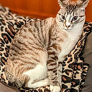 Tinker is registered to the contest to win money with this photo: alert, animal, blanket, cat, cozy, cute, domestic, ears, feline, fur, indoor, leopard_print, pet, resting, sitting, soft, striped, tabby, whiskers, wood_paneling