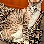 alert, animal, blanket, cat, cozy, cute, domestic, ears, feline, fur, indoor, leopard_print, pet, resting, sitting, soft, striped, tabby, whiskers, wood_paneling