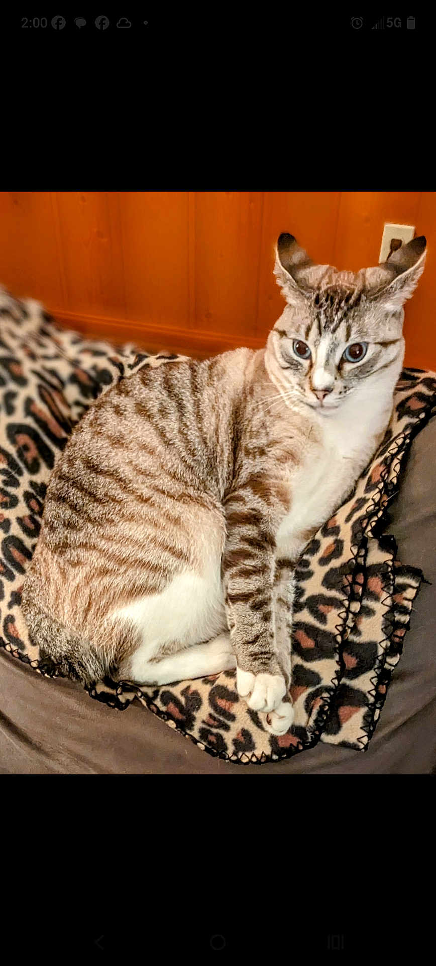 Tinker is registered to the contest to win money with this photo: alert, animal, blanket, cat, cozy, cute, domestic, ears, feline, fur, indoor, leopard_print, pet, resting, sitting, soft, striped, tabby, whiskers, wood_paneling