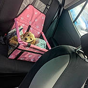 Molly is registered to the contest to win money with this photo: puppy, dog, car, car_seat, booster_seat, pink, paw_prints, backseat, seatbelt, blanket, window, sunlight, pet, animal, interior, vehicle, comfort, cute, resting, young_dog