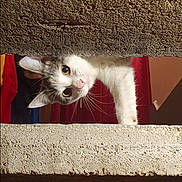 Twixy a rejoint le concours — aidez-le/la à gagner de superbes lots ! animal, cat, closeup, concrete, curiosity, curious, cute, exploring, eyes, feline, indoor, paw, peeking, pet, playful, red_curtain, texture, vertical, wall, whiskers