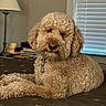 Wilson joined the competition — help win amazing prizes! dog, bed, lamp, window, blinds, book, plush_toy, curly_fur, indoor, cozy, brown, pet, collar, resting, furniture, table, stack, light, animal, cute