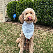 Wilson joined the competition — help win amazing prizes! dog, bandana, grass, bushes, house, porch, leash, pet, outdoor, tongue, cute, sitting, fur, yard, residential, animal, playful, garden, daylight, mammal