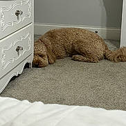 Wilson is registered to the contest to win money with this photo: animal, bed, brown_dog, calm, carpet, cozy, dog, dresser, floor, furniture, home, indoor, lying_down, neutral_colors, pet, relaxed, resting, shadow, tail, wall