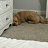 dog, brown_dog, carpet, indoor, furniture, dresser, pet, relaxed, lying_down, home, cozy, animal, floor, wall, shadow, calm, resting, tail, bed, neutral_colors