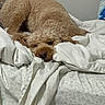 Wilson joined the competition — help win amazing prizes! dog, bed, blanket, white_sheets, curly_hair, cozy, sleepy, indoor, pet, resting, furniture, brown_dog, curled_up, comfort, domestic_animal, animal, relaxing, home, canine, fur
