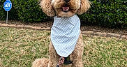 Wilson joined the competition — help win amazing prizes! dog, curly_hair, bandana, leash, grass, outdoor, happy, pet, canine, greenery, bushes, sitting, cute, fluffy, smiling, nature, animal, friendly, domestic_animal, portrait