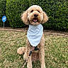 dog, curly_hair, bandana, leash, grass, outdoor, happy, pet, canine, greenery, bushes, sitting, cute, fluffy, smiling, nature, animal, friendly, domestic_animal, portrait