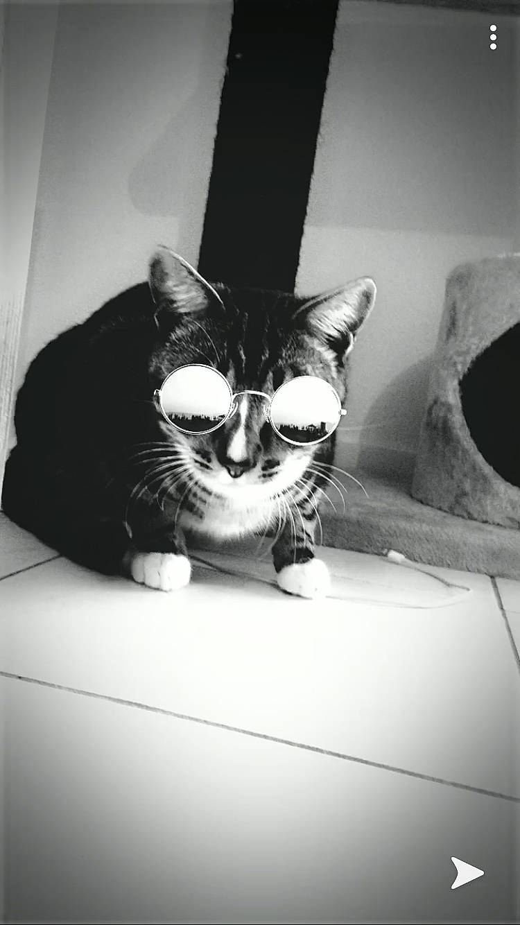 Gadjo a rejoint le concours — aidez-le/la à gagner de superbes lots ! asian, black, black_and_white, carnivore, cat, domestic_short_haired_cat, eye, eyewear, felidae, fur, kitten, monochrome, monochrome_photography, photography, room, small_to_medium_sized_cats, snapshot, snout, whiskers, white