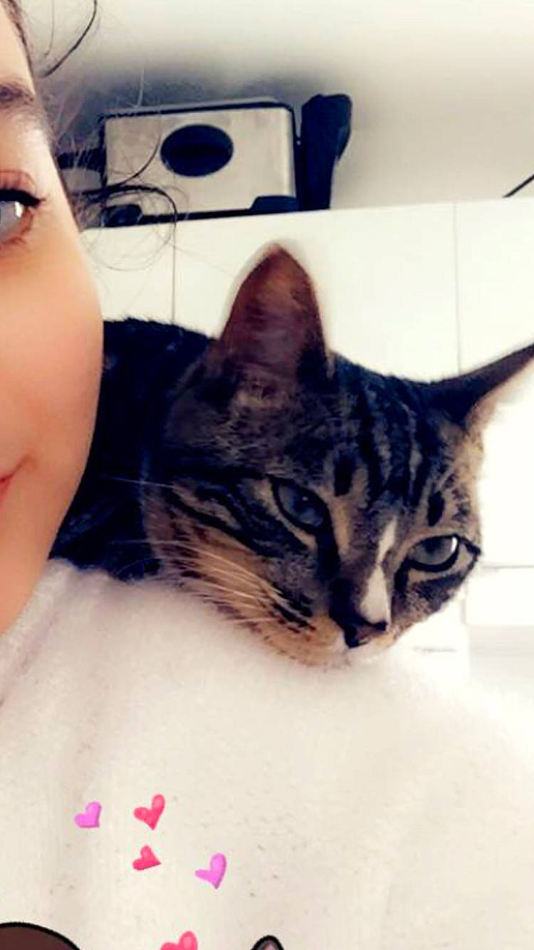Gadjo participe au concours pour gagner de l'argent avec cette photo : asian, carnivore, cat, domestic_short_haired_cat, ear, european_shorthair, eye, eyebrow, face, felidae, hair, head, lip, nose, organ, selfie, skin, small_to_medium_sized_cats, tabby_cat, whiskers