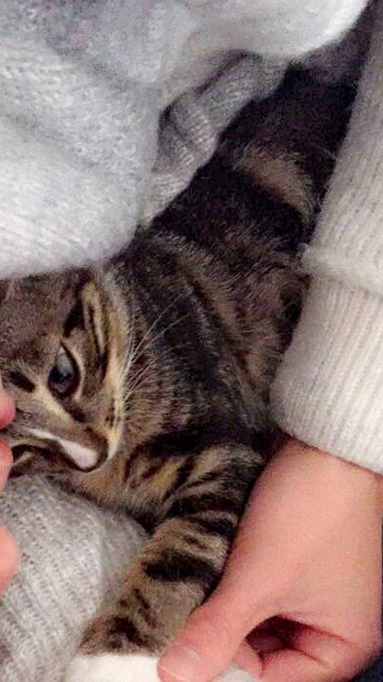 Gadjo participe au concours pour gagner de l'argent avec cette photo : american_shorthair, asian, california_spangled, carnivore, cat, domestic_short_haired_cat, dragon_li, egyptian_mau, european_shorthair, felidae, fur, kitten, mammal, paw, pixie_bob, small_to_medium_sized_cats, sokoke, tabby_cat, vertebrate, whiskers