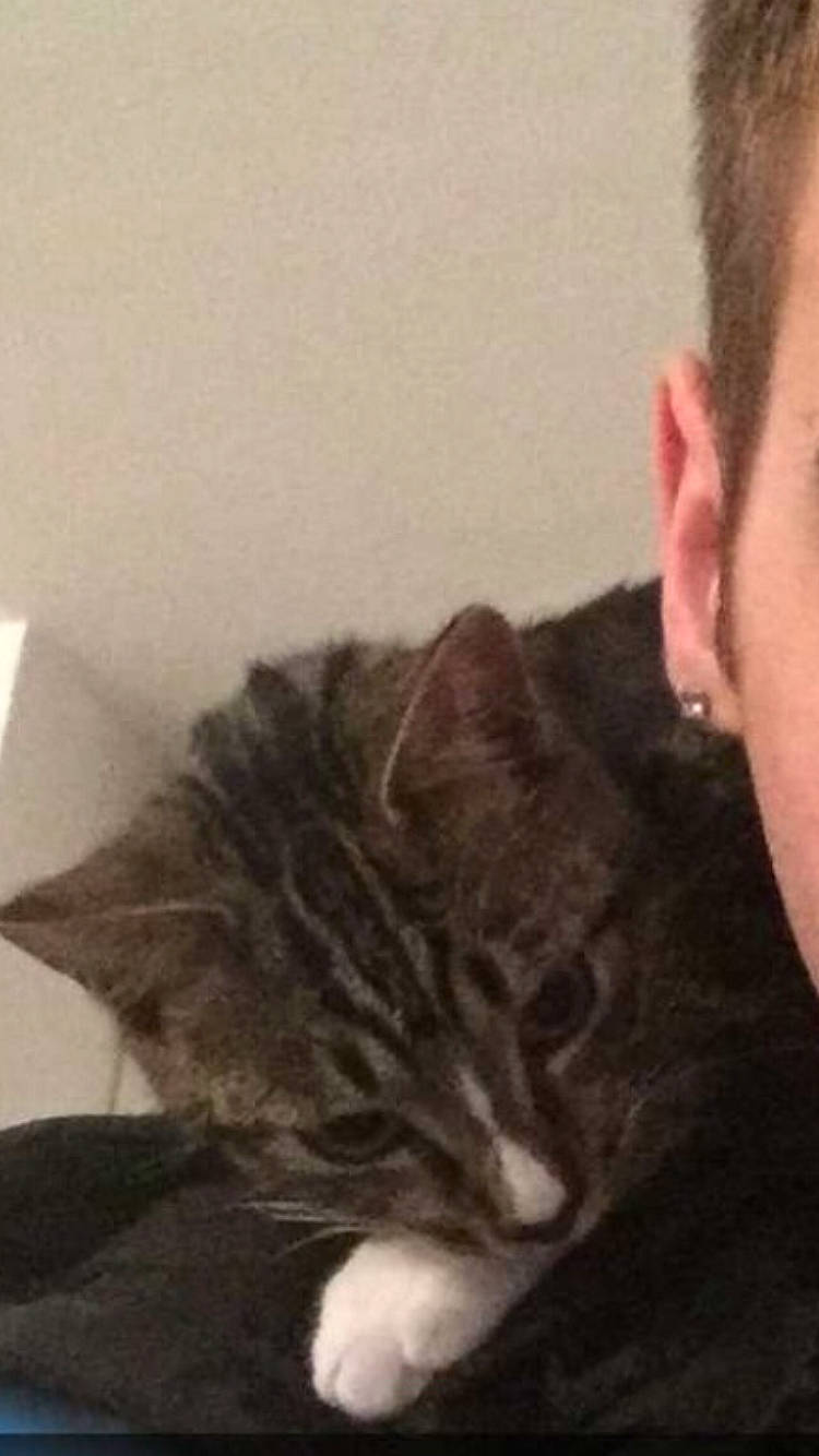 Gadjo a rejoint le concours — aidez-le/la à gagner de superbes lots ! cat, domestic_short_haired_cat, ear, european_shorthair, eye, felidae, forehead, fur, hair, hairstyle, human, kitten, long_hair, nose, organ, skin, small_to_medium_sized_cats, tabby_cat, tail, whiskers