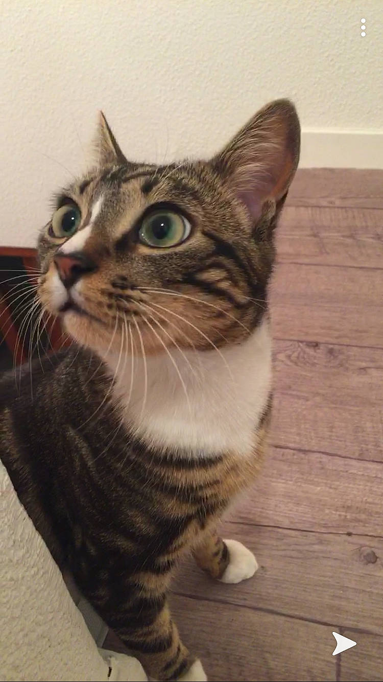 Gadjo participe au concours pour gagner de l'argent avec cette photo : aegean_cat, american_bobtail, american_shorthair, american_wirehair, asian, california_spangled, carnivore, cat, domestic_short_haired_cat, dragon_li, european_shorthair, eye, felidae, kitten, mammal, small_to_medium_sized_cats, snout, sokoke, tabby_cat, whiskers