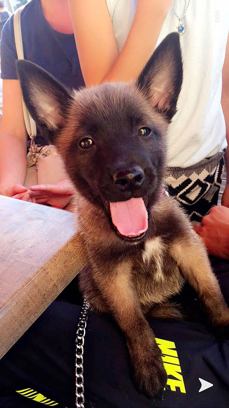 Peige a rejoint le concours — aidez-le/la à gagner de superbes lots ! australian_kelpie, belgian_shepherd, belgian_shepherd_malinois, canidae, carnivore, dog, dog_breed, fawn, german_shepherd_dog, kai_ken, king_shepherd, mammal, norwegian_elkhound, puppy, rare_breed_dog, snout, vertebrate