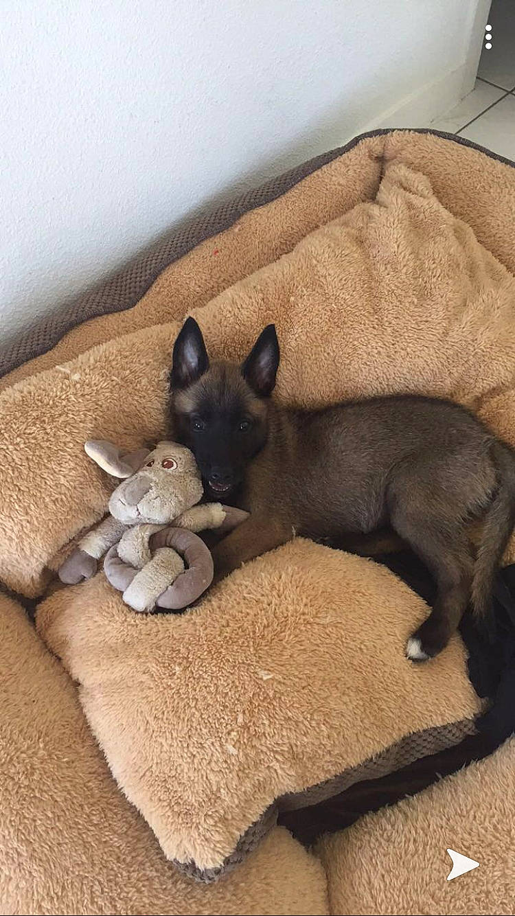 Peige a rejoint le concours — aidez-le/la à gagner de superbes lots ! canidae, carnivore, cat, dog, dog_breed, fawn, mammal, russian_blue, tail