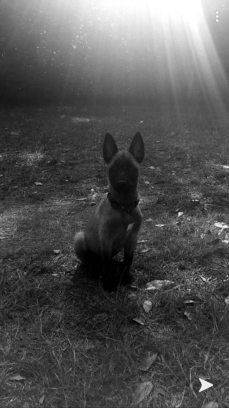 Peige participe au concours pour gagner de l'argent avec cette photo : atmosphere, black, black_and_white, canidae, carnivore, darkness, dog, dog_breed, fawn, french_bulldog, grass, monochrome, monochrome_photography, non_sporting_group, photography, sky, snout, soil, stock_photography, wildlife