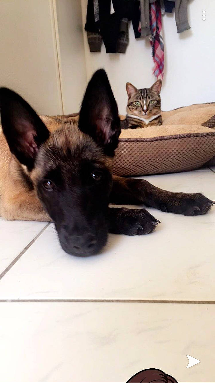 Peige a rejoint le concours — aidez-le/la à gagner de superbes lots ! belgian_shepherd_malinois, canidae, carnivore, cat, dog, dog_breed, dutch_shepherd_dog, ear, fawn, formosan_mountain_dog, german_shepherd_dog, mammal, snout, vertebrate