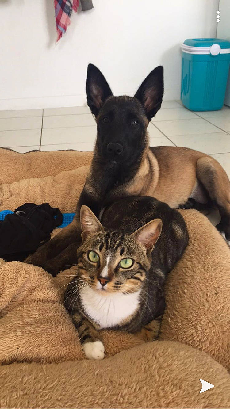 Peige a rejoint le concours — aidez-le/la à gagner de superbes lots ! canidae, carnivore, cat, dog, dog_breed, felidae, kitten, mammal, oriental_shorthair, small_to_medium_sized_cats, sporting_group, vertebrate, whiskers