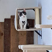 Simon participe au concours pour gagner de l'argent avec cette photo : animal, beige, cat, cat_condo, colorful, cozy, curious, cute, ears, feline, fur, heart_shaped_mark, indoor, kitty, paintings, perched, pet, wall_mount, whiskers, wooden_wall