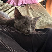 Gwada a rejoint le concours — aidez-le/la à gagner de superbes lots ! cat, gray_cat, sleeping, resting, fabric, black_cloth, stitching, person, pink_shorts, legs, beige_surface, indoor, pet, feline, cozy, relaxed, closeup, animal, whiskers, ears