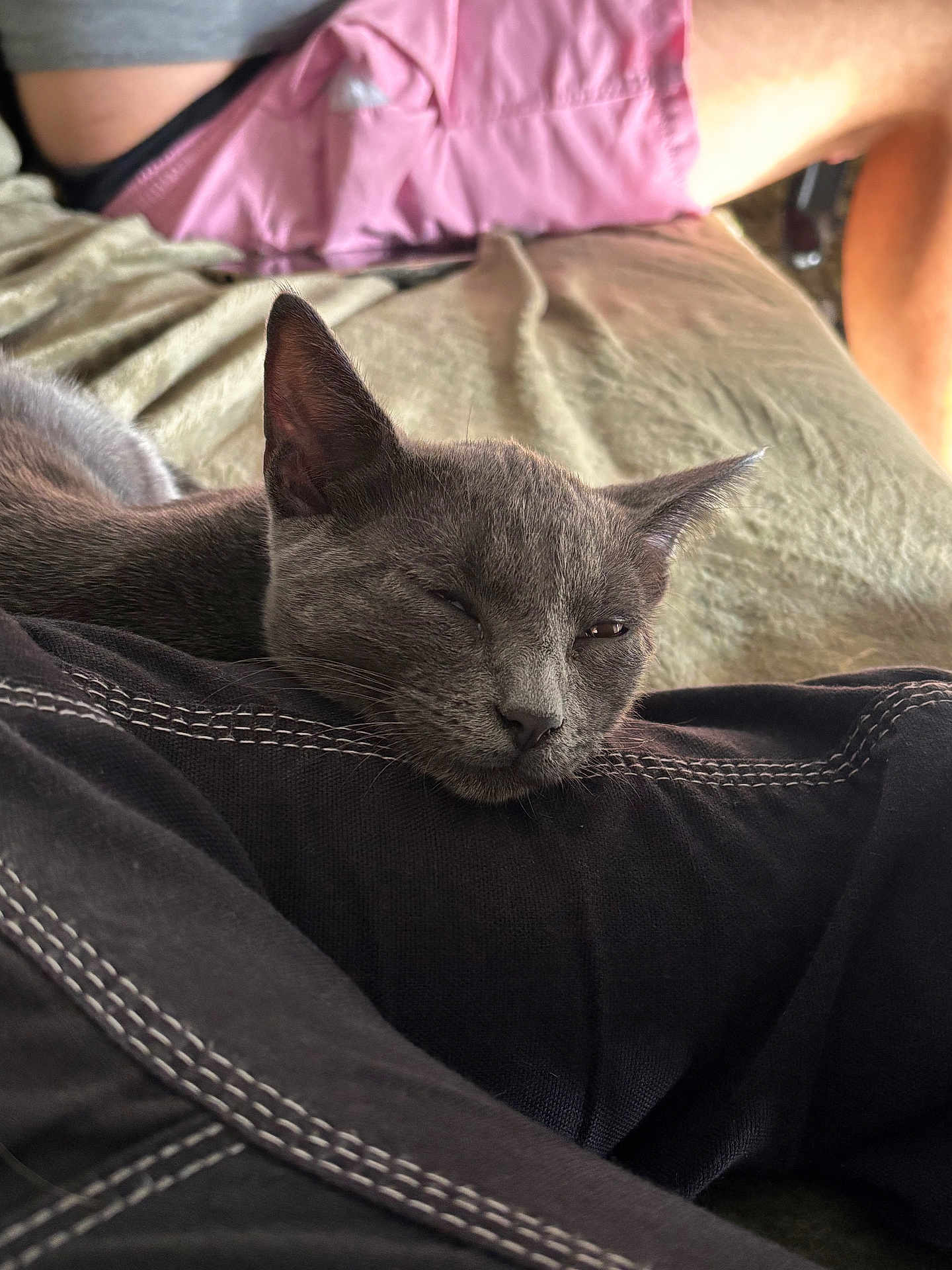 Gwada a rejoint le concours — aidez-le/la à gagner de superbes lots ! cat, gray_cat, sleeping, resting, fabric, black_cloth, stitching, person, pink_shorts, legs, beige_surface, indoor, pet, feline, cozy, relaxed, closeup, animal, whiskers, ears