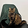 alert, animal, black_chair, cat, chair, curious, cute, domestic_animal, feline, fur, green_jacket, indoor, pet, sitting, striped, tabby, tail, wall, whiskers, yellow_eyes