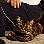 cat, tabby_cat, pet, feline, animal, couch, sofa, indoor, relaxing, resting, fur, whiskers, domestic_animal, hand, person, clothing, black_clothing, gray_couch, closeup, portrait