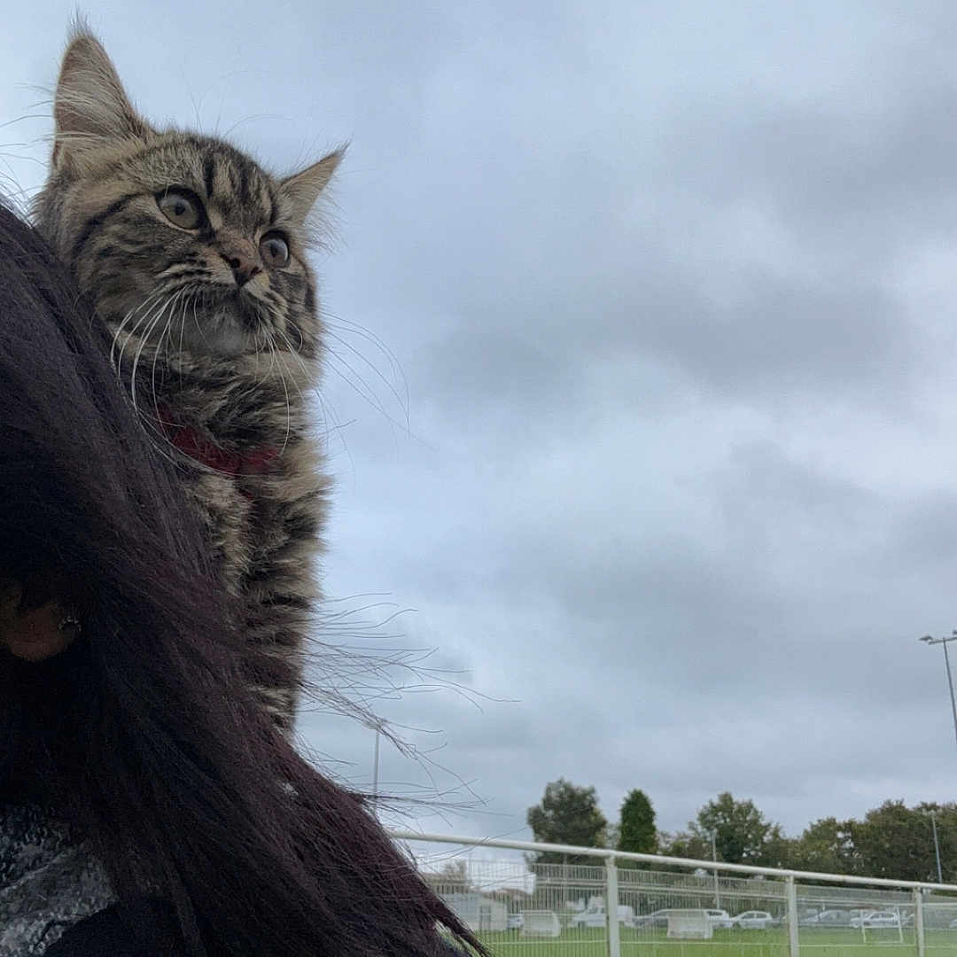 Maya participe au concours pour gagner de l'argent avec cette photo : animal, cat, cloudy_sky, collar, curious, ears, fence, fur, grass, greenery, kitten, mammal, nature, outdoor, person, pet, shoulder, tabby, whiskers, young