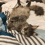 Poçéydon a rejoint le concours — aidez-le/la à gagner de superbes lots ! abyssinian, animal, bed, bedroom, blanket, cat, couch, cushion, furniture, homedecor, indoors, kitten, linen, manx, person, pet, quilt, room, siamese, sleeping