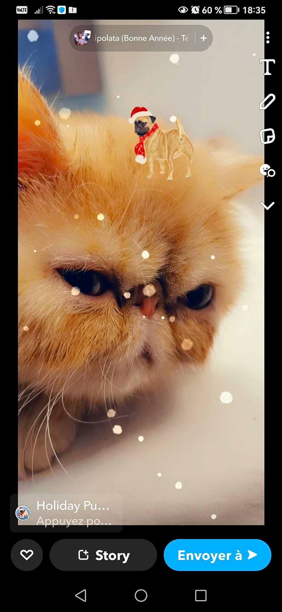 Rosa participe au concours pour gagner de l'argent avec cette photo : art, carnivore, cat, fawn, felidae, font, fruit, fur, photo_caption, plant, rectangle, small_to_medium_sized_cats, still_life_photography, symmetry, terrestrial_animal, whiskers