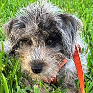 Kai joined the competition — help win amazing prizes! dog, grass, outdoor, pet, animal, close_up, fur, collar, cute, curly_hair, canine, nature, greenery, portrait, mammal, laying_down, whiskers, ears, snout, leash